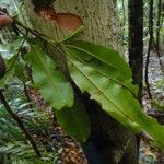 Planchonella endlicheri Folio