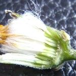 Crepis nicaeensis Fleur