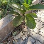 Ficus obtusifolia Habit