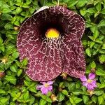 Aristolochia littoralis Květ