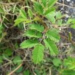 Desmanthus virgatus Leaf