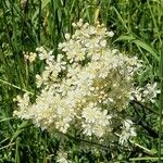 Filipendula vulgaris Virág