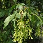 Acer cissifolium Frugt