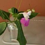 Impatiens balfouriiΛουλούδι