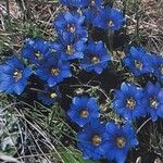 Gentiana pyrenaica Plante entière