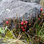 Ephedra rupestris Fruit