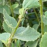 Hibiscus aponeurus Leaf