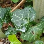 Hedera hibernica पत्ता