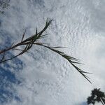 Distichlis spicata 葉