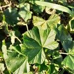 Althaea hirsuta Folha