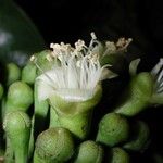 Maranthes panamensis Flor