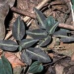 Goodyera procera Habitatea
