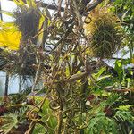 Tillandsia intermedia Vekstform