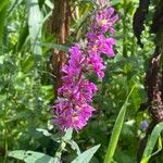 Lythrum salicaria Fiore