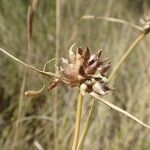 Allium oporinanthum Flower