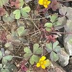 Oxalis corniculata Цвят