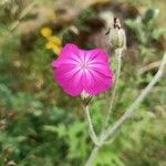 Silene coronariaFlower