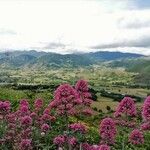 Centranthus ruber Costuma