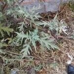 Parthenium hysterophorus L.Fruit