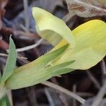 Lotus maritimus Leaf