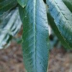 Rhododendron pudorosum Hoja