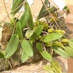 Bulbophyllum tetragonum Hábito