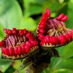 Paeonia mascula ഫലം