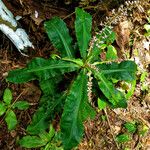 Palisota hirsuta Habitatea