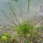 Eleocharis ovata Fuelha