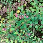 Symphoricarpos orbiculatusഇല