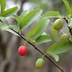Ximenia americana Fruit