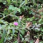 Cirsium altissimum പുഷ്പം