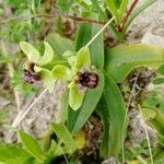Ophrys bombyliflora Flor