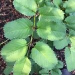 Sanguisorba canadensis Lehti