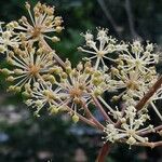 Aralia racemosa Kvet