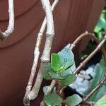 Kalanchoe manginii Bark