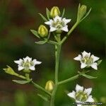 Thesium pyrenaicum Λουλούδι