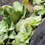 Aeonium nobile Habit