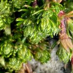 Alchemilla holosericea Leaf