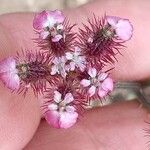 Turgenia latifolia Flower