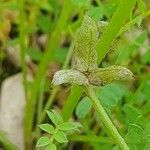 Astragalus asterias Fruit