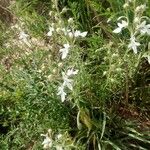 Teucrium pseudochamaepitys 花
