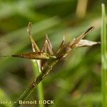 Carex pyrenaica Fruit