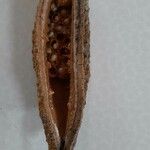 Brachychiton discolor Fruto