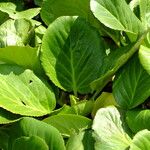 Bergenia crassifolia Leaf