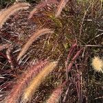 Pennisetum purpureum Leaf