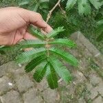 Calliandra tweediei Leaf