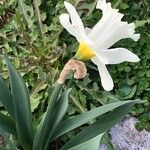 Narcissus triandrus Blad