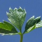 Potentilla brauneana Sonstige