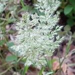 Trisetum paniceum 果実